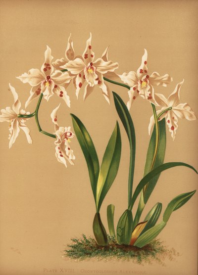 Dancing Lady Orchid, Oncidium Alexandrae by Unknown